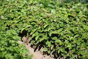 strawberry in the garden