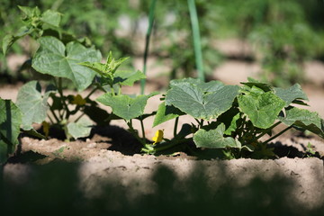 green cucumber un the garden