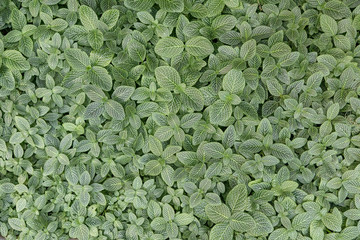 Dense green foliage. Digital background.