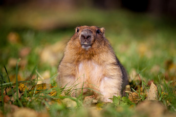 The bobak or steppe marmot in autumn park