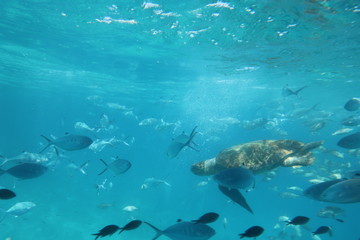 Fototapeta premium The underwater world of the Mediterranean Sea of Crete