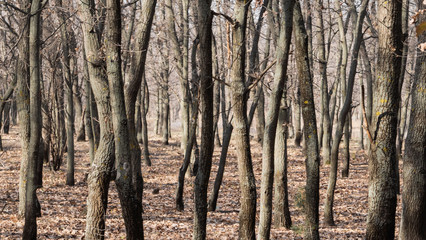 Obraz premium Many tree trunks in the forest