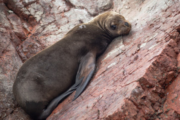 Flat out on a conveniently inclined rock, a sea lion enjoys the warmth while keeping an eye on the surroundings.