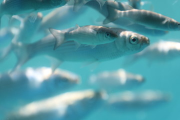 The underwater world of the Mediterranean Sea of Crete