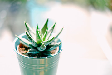 Beautiful green with white spots succulent Haworthia Fasciata on the metal flowerpot near window in bright sunny day. Home plants and ecology decoration. Selective focus, blurred background