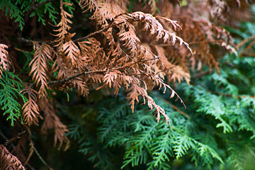 Yellow and green thuja