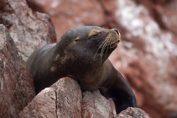 Naklejka premium A closeup image of the face of a sea lion contented and comfortable relaxing on a rock in the sun.