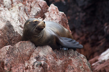 An almost iconic image of the perfect sea lion balanced on the perfect rock ledge.