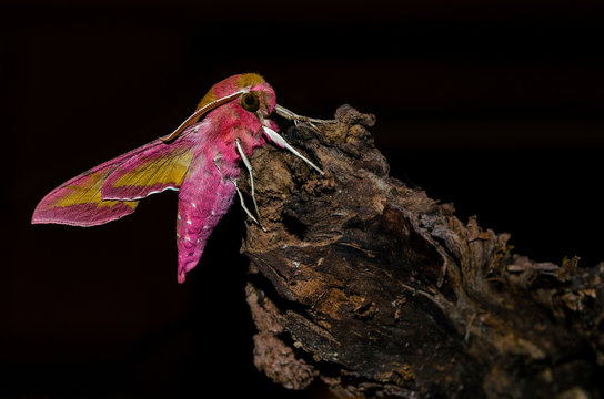 Pink moth sitting on a wooden stick