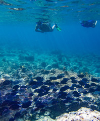 Snorkelling at the Tug Boat Views around the Caribbean isalnd of Curacao