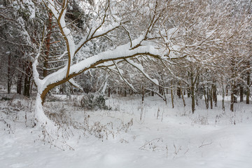 There is a tree in the Park after a heavy snowfall. Nature is winter. Snow lies on the branches of a tree, which is very graphic.