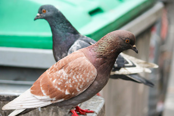 Feral pigeon, city dove, city pigeon, or street pigeon