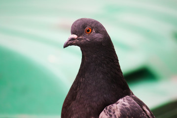 Feral pigeon, city dove, city pigeon, or street pigeon