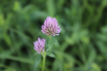 flower in garden