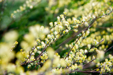 willow branch (Salix Repens L. Argentea) during blossoming