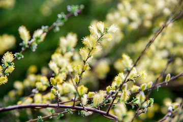 willow branch (Salix Repens L. Argentea) during blossoming
