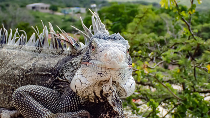 Iguanas - Views around the Caribbean isalnd of Curacao