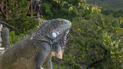 Iguanas - Views around the Caribbean isalnd of Curacao