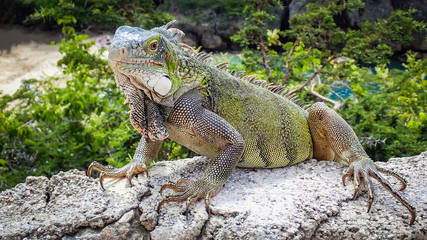 Iguanas - Views around the Caribbean isalnd of Curacao