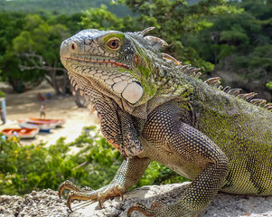 Iguanas - Views around the Caribbean isalnd of Curacao