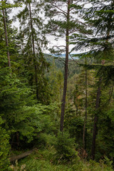 misty day in slovakia tatra mountains