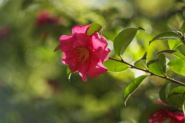 オールドレンズで撮る山茶花