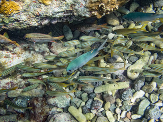 Snorkelling Views around the Caribbean isalnd of Curacao