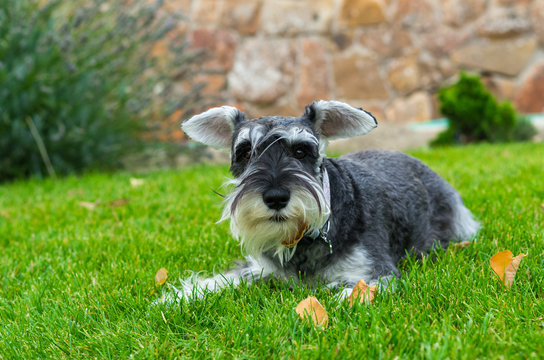 schnauzer in the grass