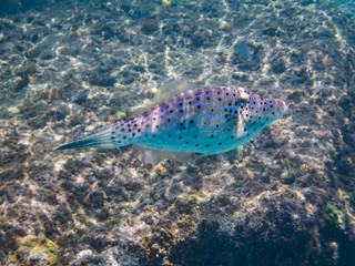 Fototapeta premium Snorkelling Views around the Caribbean isalnd of Curacao