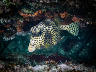 Snorkelling Views around the Caribbean isalnd of Curacao