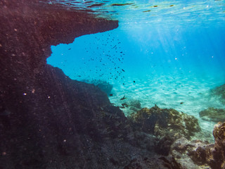 Snorkelling Views around the Caribbean isalnd of Curacao