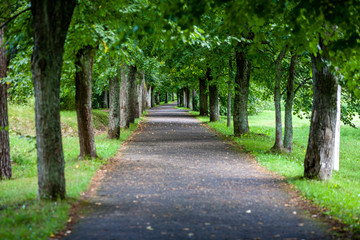 Fototapeta premium prosta wiejska droga leśna w perspektywie