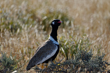 Namibian bird known for raising the alarm