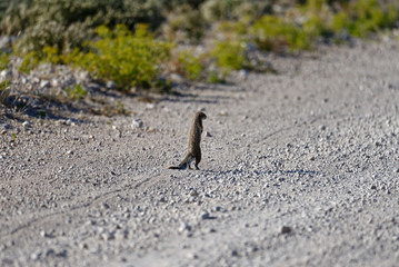 A ground squirrel stands, alert and staring