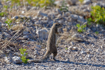 A ground squirrel stands to check for danger