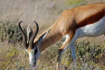 A springbok grazes on the savanna in Etosha National Park, Namibia, Africa © Kiwi Anne