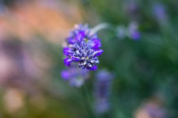 lavender flower in a garden in spring