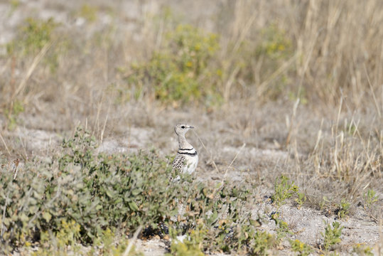 Double banded Courser bird also known as the Two Banded Courser on the savanna in Etosha National Park, Namibia, Africa
