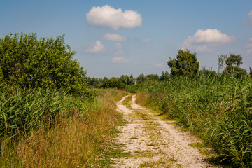 simple countryside forest road in perspective