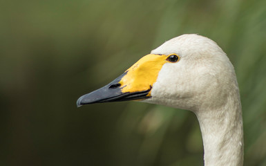 swan close up