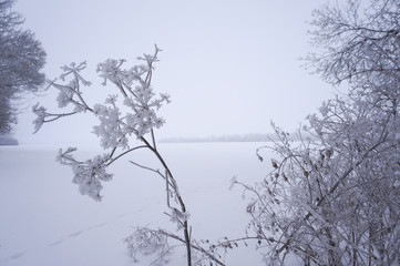 Fototapeta na wymiar Winter landscape.Winter scene .Frozenned flower