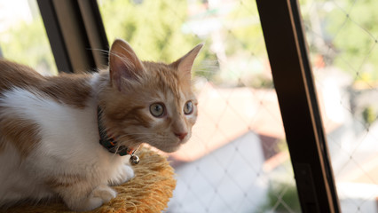 Gato en ventana con malla protectora