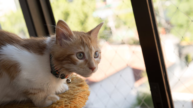 Gato en ventana con malla protectora