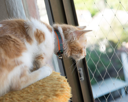 Gato en ventana con malla protectora