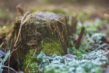 Stump overgrown with moss and covered with hoarfrost. Late autumn in forest. Natural background. Crystals of ice on grass. Nature background.