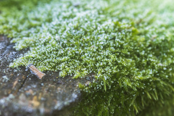 Moss in crystals with ice. Frost on ground. First frost. It's cold time to rock. Cold weather.