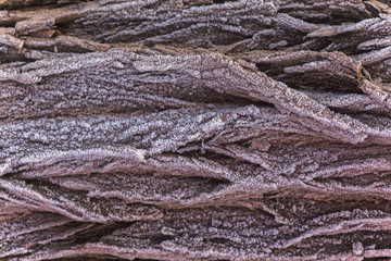 The bark of the plant tree is covered with ice crystals. Dead on trees. First frosts. Cold season. Fall cold. Natural background.