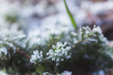 leaves of plants covered with ice crystals. Frost on ground. First frosts. Cold season. Fall cold.