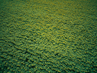 Sunflower field from the air.
