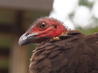 A Spectacular Portrait of a Charismatic Brush Turkey.